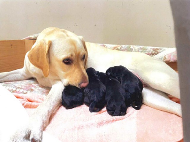 日本ライトハウス様御礼状-1_修正